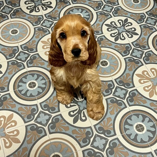 CANELA