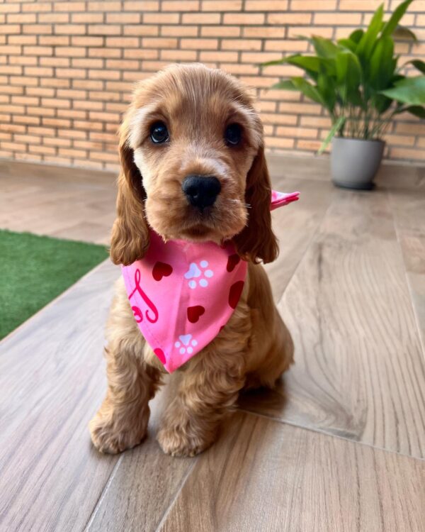 CANELA - Image 3